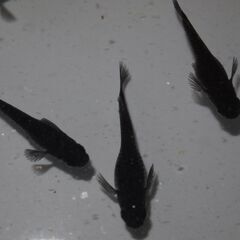 メダカ　オロチ稚魚　№２（１㎝前後）　15匹の画像