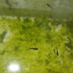 メダカ　オロチ稚魚　№２（１㎝前後）　15匹の画像