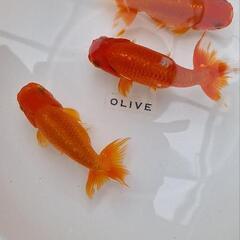 金魚の画像