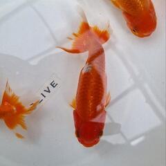 金魚の画像