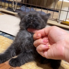 激レア♡長毛の黒猫しかもカールヘア♡生後1ヶ月 - 里親募集