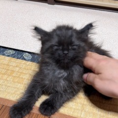 激レア♡長毛の黒猫しかもカールヘア♡生後1ヶ月 - 大田区