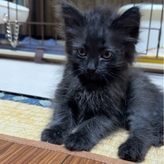 激レア♡長毛の黒猫しかもカールヘア♡生後1ヶ月