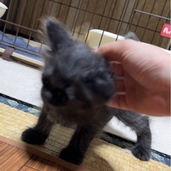 激レア♡長毛の黒猫しかもカールヘア♡生後1ヶ月 - 猫