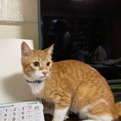 迷い猫を保護しています