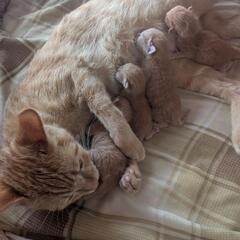 茶トラの子猫