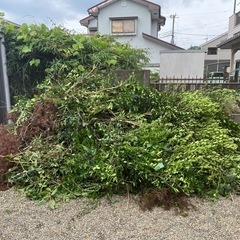 伐採した木

