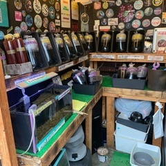 【五桜メダカ】 6月15日　横須賀めだか無人販売