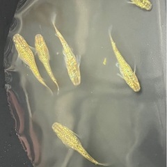 メダカ　令和ラメ王　針子10匹300円の画像