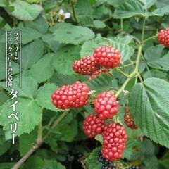 タイベリー苗