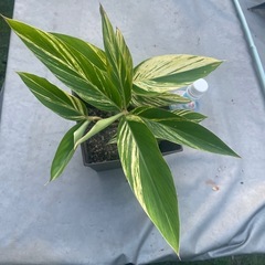 月桃(斑入り)
