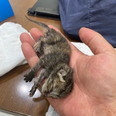 ３匹　産まれたてです。
