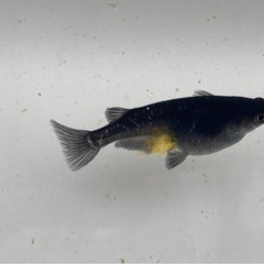 オロチ メダカの稚魚20匹