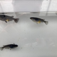 オロチ メダカの稚魚20匹の画像