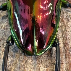 B品セール　PMR-R血統　ニジイロクワガタ　レッド　ペア　Cの画像
