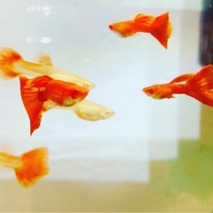 RREAフルレッドグッピー若魚ペア＋①の画像