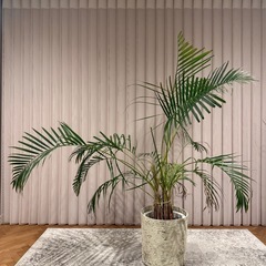 ★無料★観葉植物