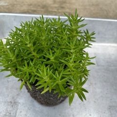 グリーン🟢キラキラ🌱