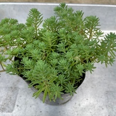 多肉🟢ふさふさ🌱