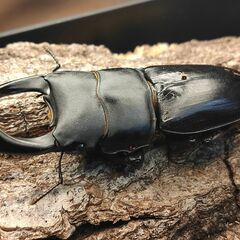 【成虫】国産オオクワガタ① （♂オス65.0mm以上）