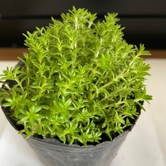 グリーン🟢のびのび🌱
