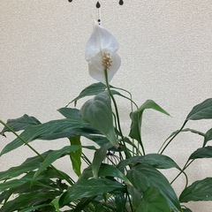 スパティフィラム陶器鉢植えの画像
