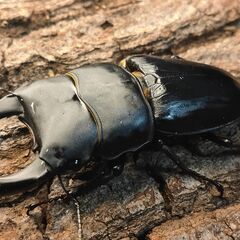 【成虫】国産オオクワガタ③ （♂オス79.5mm以上）