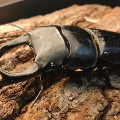 【成虫】国産オオクワガタ② （♂オス78.5mm以上）