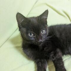 黒い子猫２か月くらい
