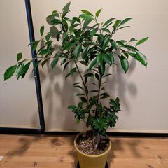 ガジュマル　観葉植物