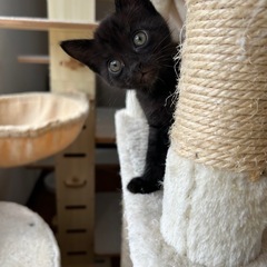 ソックリ黒猫 オスメス2匹