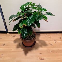 コーヒーの木　観葉植物