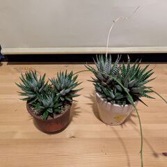 サボテン２個　観葉植物