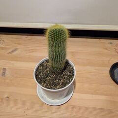 サボテン　観葉植物