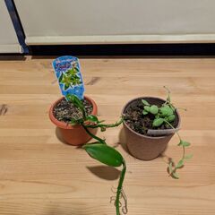 カンガルーポケット＆バニラ（観葉植物）