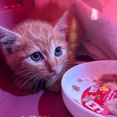 虎柄猫