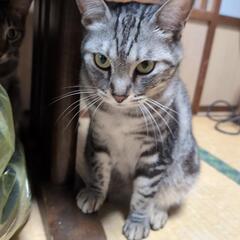 サバ猫？　メス2歳