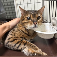 ベンガル猫 里親募集します