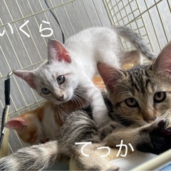 沼る可愛さ♡なれなれ8ちびーずの里親募集