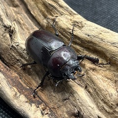 ノコギリクワガタ　ペアの画像