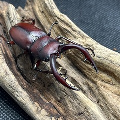 ノコギリクワガタ　ペア