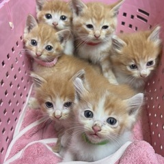6兄妹　かわいい女の子🎀  黄色リボンちゃんご家族募集中で…