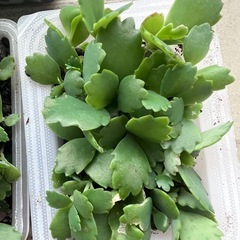 値下げ！　幸せの葉 🌿マザーリーフ セイロンベンケイソウの苗🌱育...