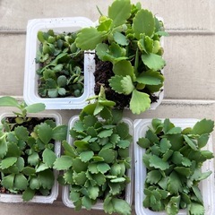 値下げ！　幸せの葉 🌿マザーリーフ セイロンベンケイソウの苗🌱育てやすくて可愛い観葉植物✨ の画像