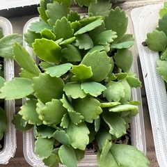 値下げ！　幸せの葉 🌿マザーリーフ セイロンベンケイソウの苗🌱育てやすくて可愛い観葉植物✨ の画像