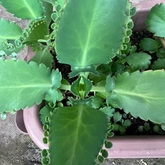 値下げ！　幸せの葉 🌿マザーリーフ セイロンベンケイソウの苗🌱育てやすくて可愛い観葉植物✨ の画像