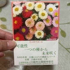 アスター花の種