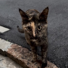 サビ猫を保護しました！
