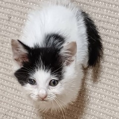 可愛い白黒ちゃんの里親募集します。