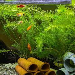 ミッキーマウスプラティ 成魚 ペア ※幼魚も取引受付中です(^^)の画像